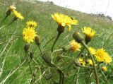 Crepis viscidula