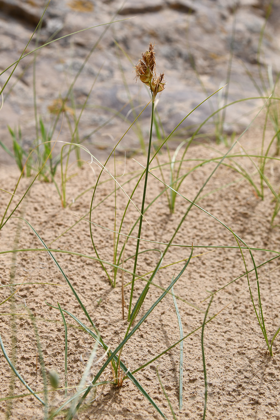 Изображение особи Carex physodes.