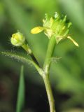 Ranunculus chius