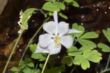 Aquilegia vicaria