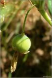 Polygonatum odoratum. Незрелый плод. Чувашия, окр. г. Шумерля, сосновый лес за пос. Палан. 24 июня 2010 г.