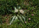 Cirsium rhizocephalum