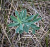 Euphorbia korshinskyi