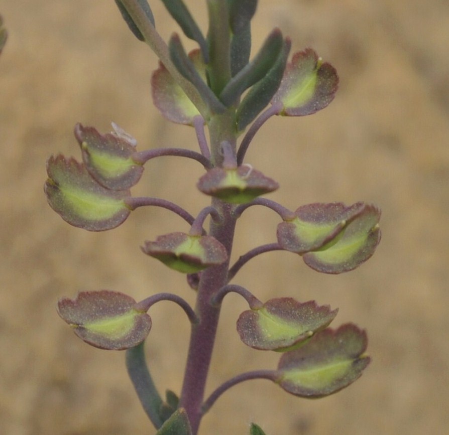 Изображение особи Aethionema saxatile ssp. graecum.