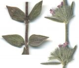 Micromeria myrtifolia