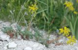 Sedum reflexum