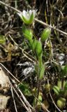 Cerastium glutinosum