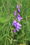 Campanula rapunculoides. Соцветие. Московская обл., Рузский р-н, окр. пос. Кожино, пойменный луг. 29.06.2012.