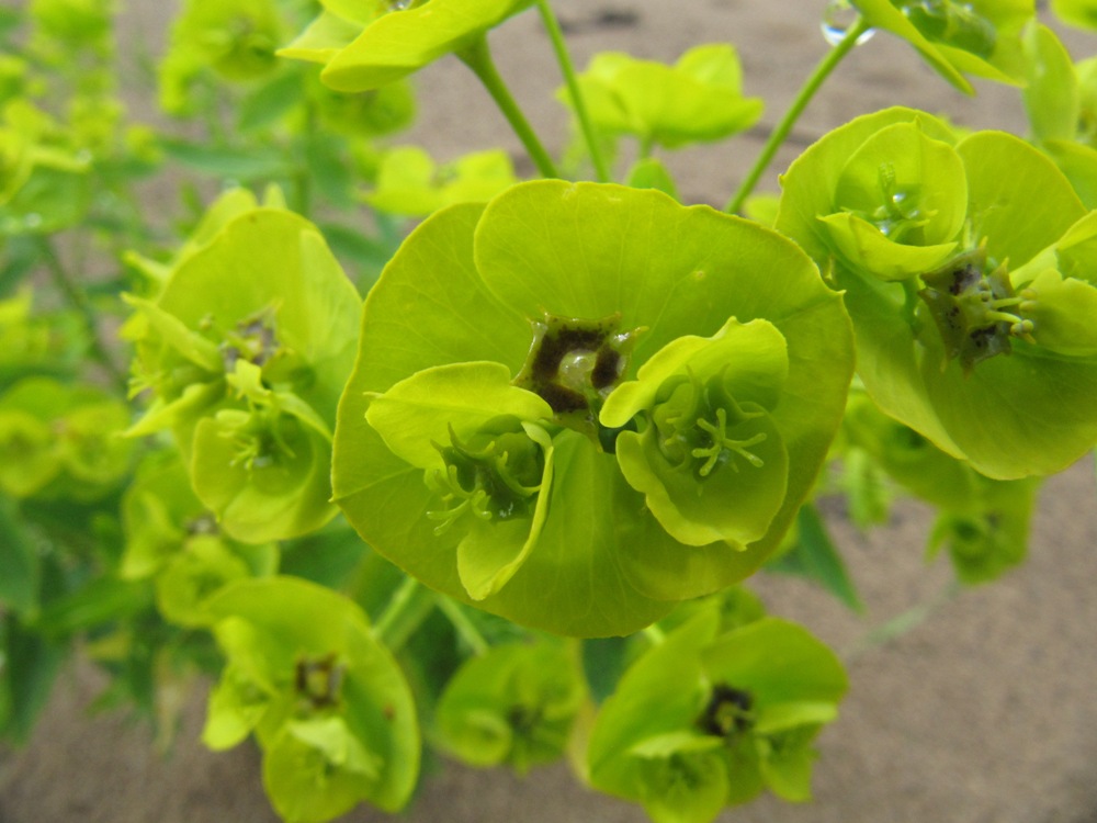 Изображение особи Euphorbia borodinii.