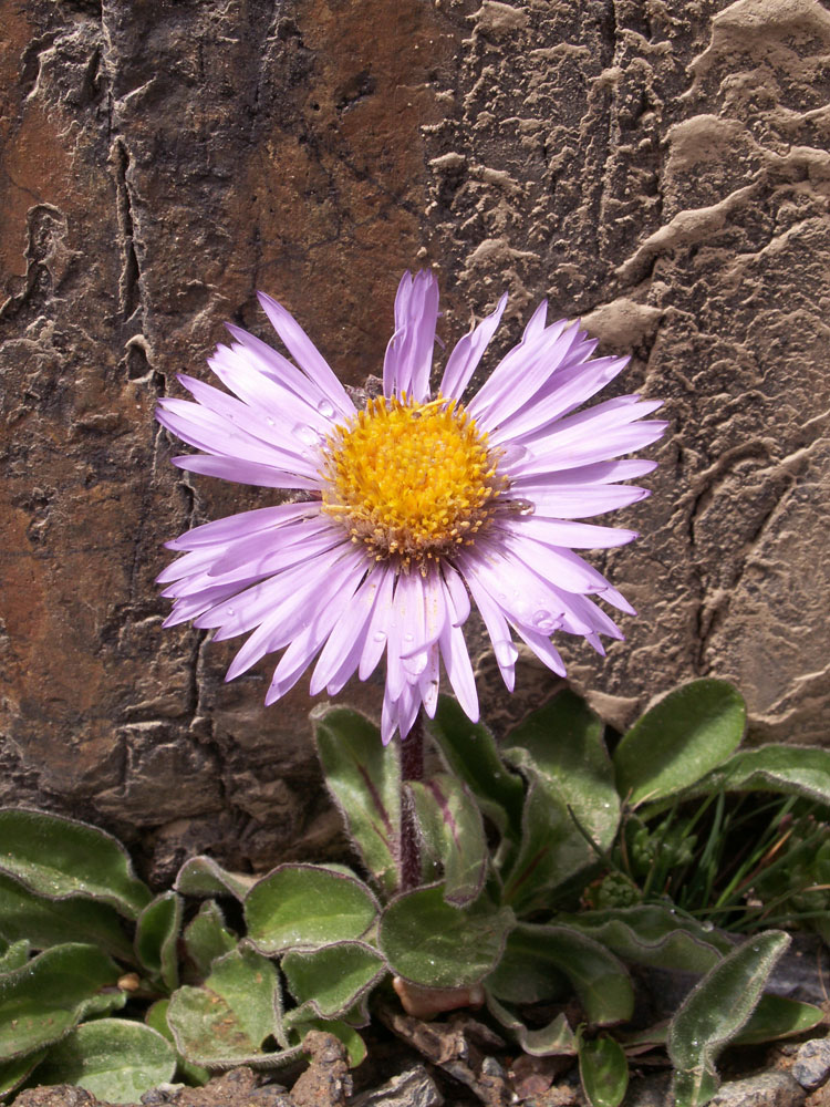 Изображение особи Erigeron heterochaeta.