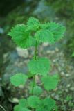 Urtica laetevirens. Вегетирующее растение на камне в липовом лесу с грабом. Приморский край, Партизанский р-н, нижнее течение р. Литовка, падь Широкая. 02.06.2013.