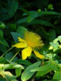 Hypericum calycinum