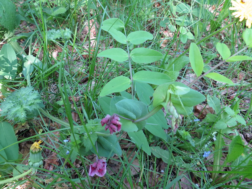 Изображение особи Lathyrus pisiformis.