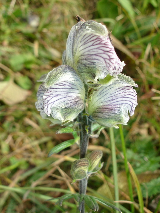 Изображение особи Aconitum rotundifolium.