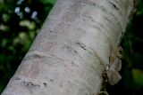 Betula albosinensis