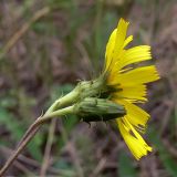 Hieracium umbellatum