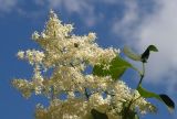 Syringa amurensis. Верхушка соцветия. Хабаровский край, Ванинский р-н, пос. Высокогорный, в культуре. 06.07.2013.