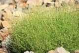 Rumex hastifolius. Часть цветущего растения. Черноморское побережье Кавказа, Анапский р-н, каньон в Утришском заповеднике. 24 июня 2014 г.