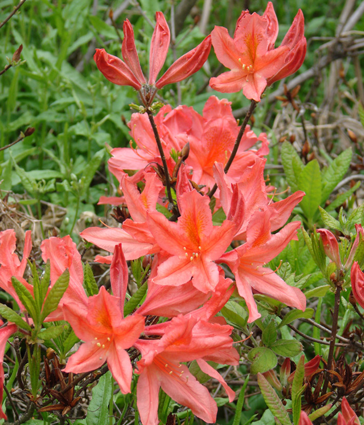 Изображение особи род Rhododendron.