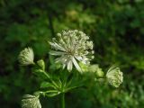 Astrantia major