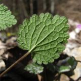 Lamium purpureum. Лист (вид снизу). Краснодарский край, Сочи, окр. Адлера, обочина дороги. 25.02.2015.