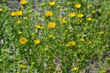 Grindelia squarrosa