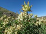 Astragalus xanthotrichos