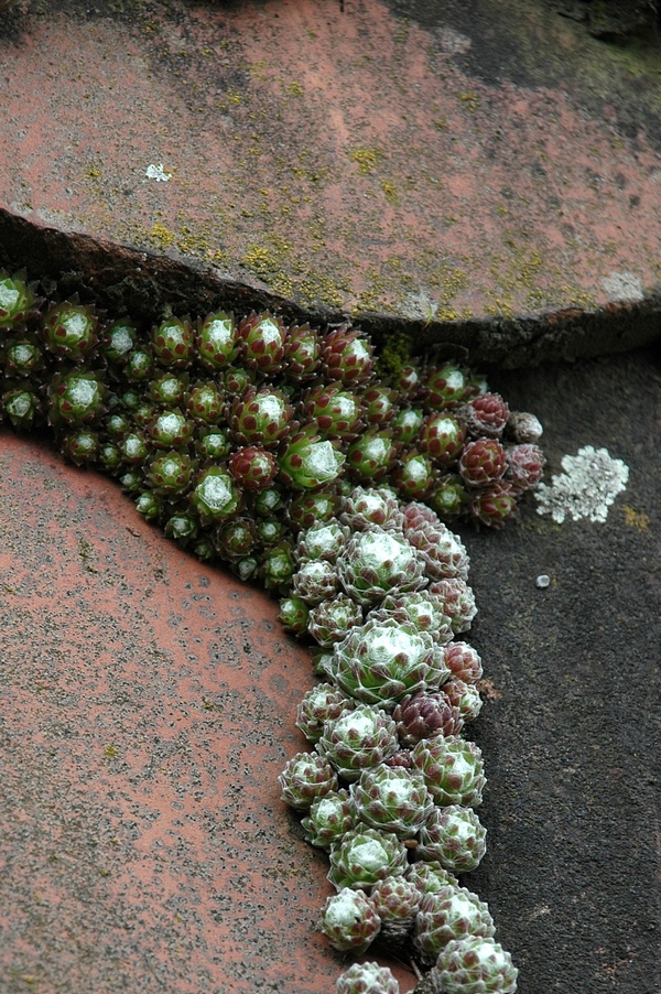 Image of Sempervivum arachnoideum specimen.