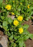 Doronicum altaicum