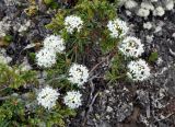 Ledum palustre