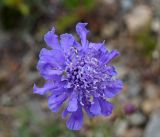 Scabiosa comosa. Соцветие. Иркутская обл., Ольхонский р-н, побережье оз. Байкал, склон между базой Чара и пос. Сарма. 05.07.2014.