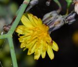 Launaea arborescens