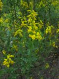 Genista germanica