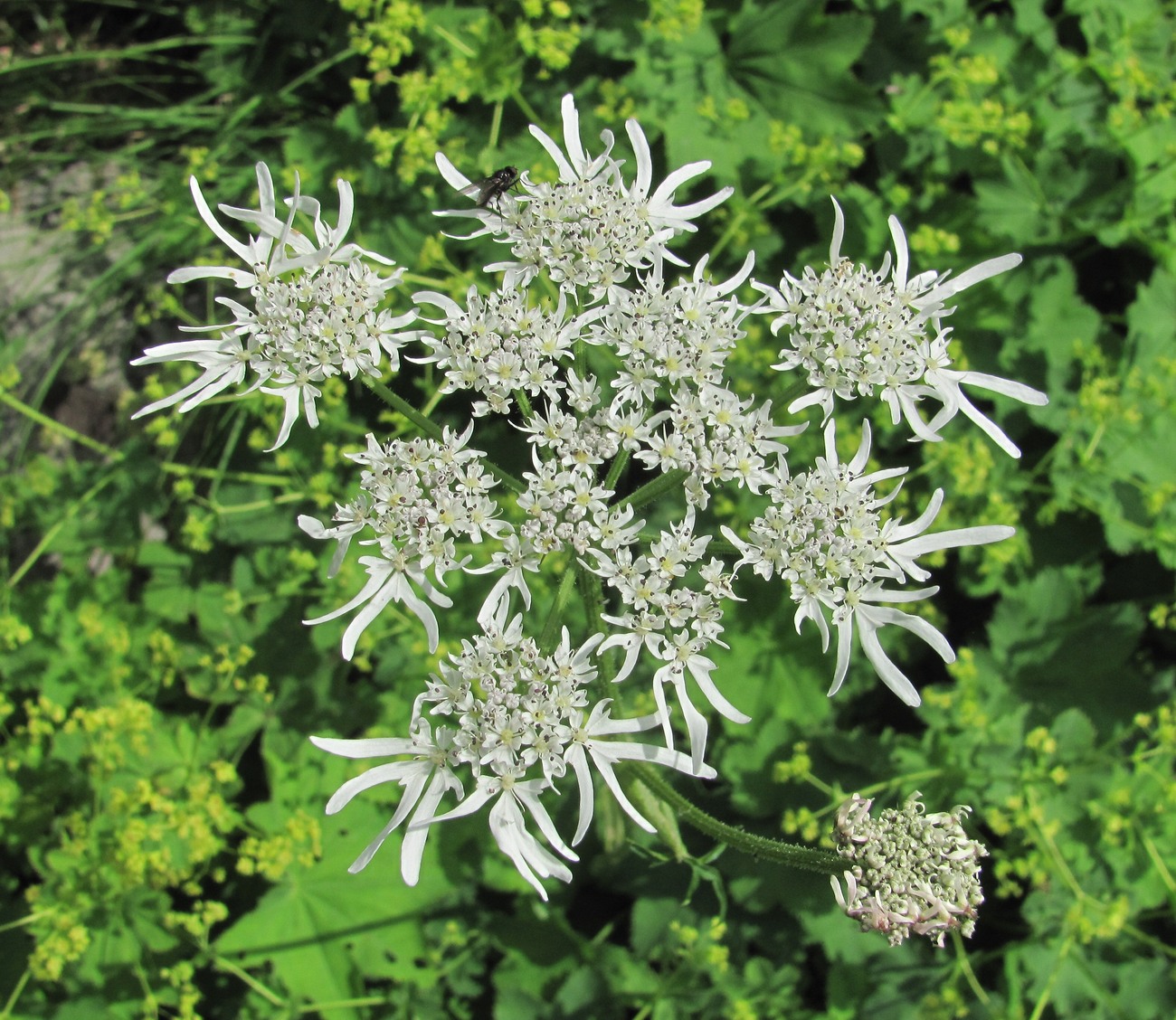 Изображение особи Heracleum apiifolium.