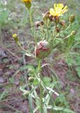 Hieracium umbellatum