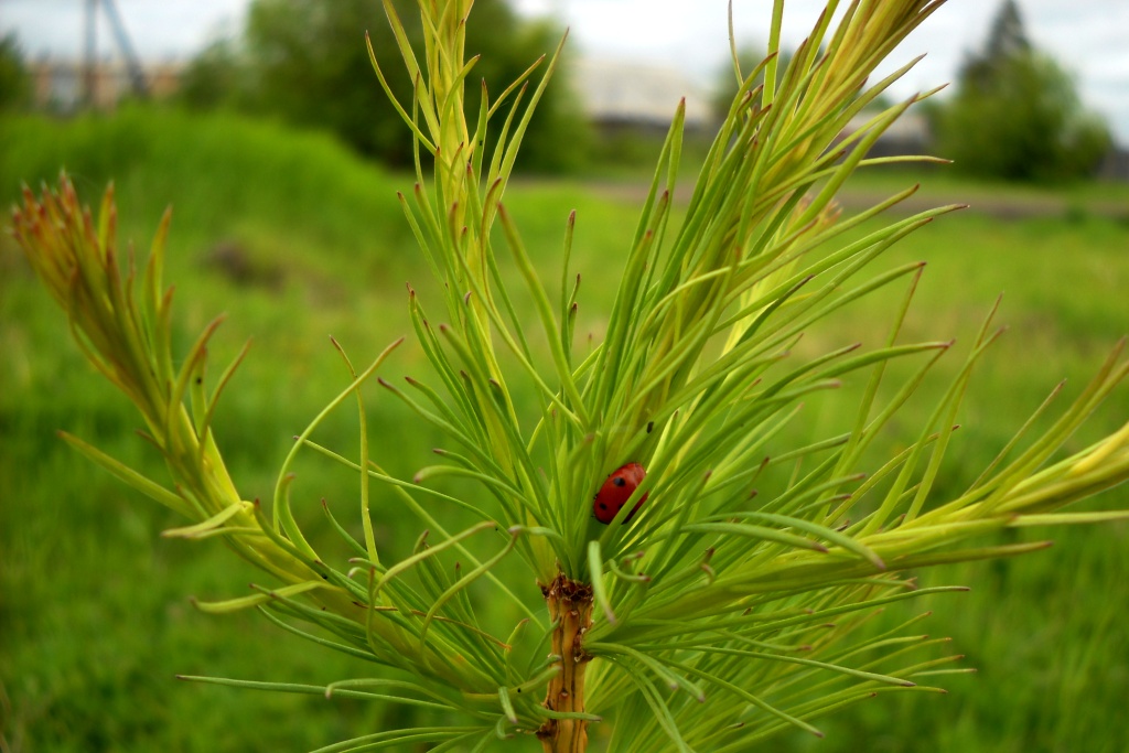 Image of Larix sukaczewii specimen.