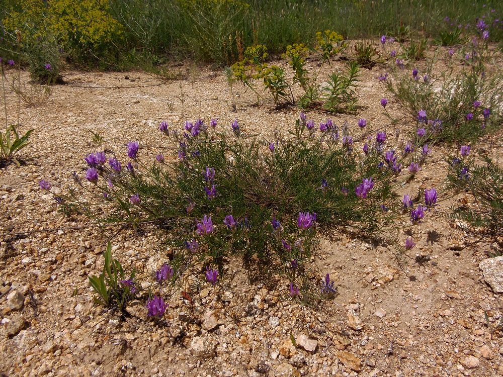 Изображение особи Astragalus onobrychis.