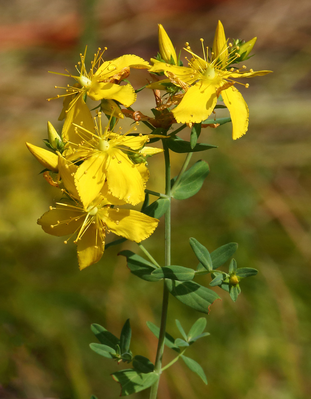 Изображение особи Hypericum perforatum.