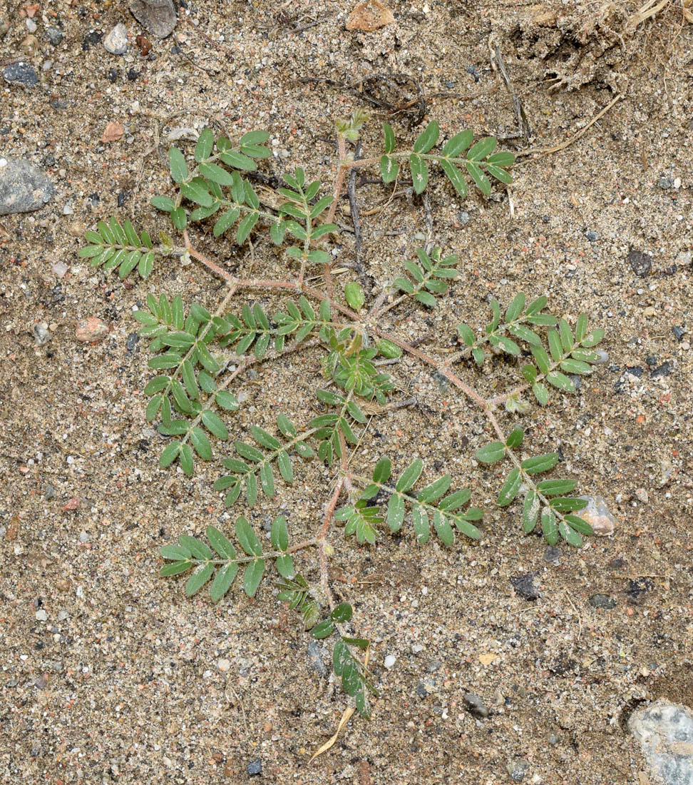 Изображение особи Tribulus terrestris.