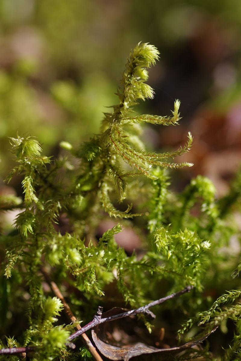 Изображение особи Rhytidiadelphus triquetrus.