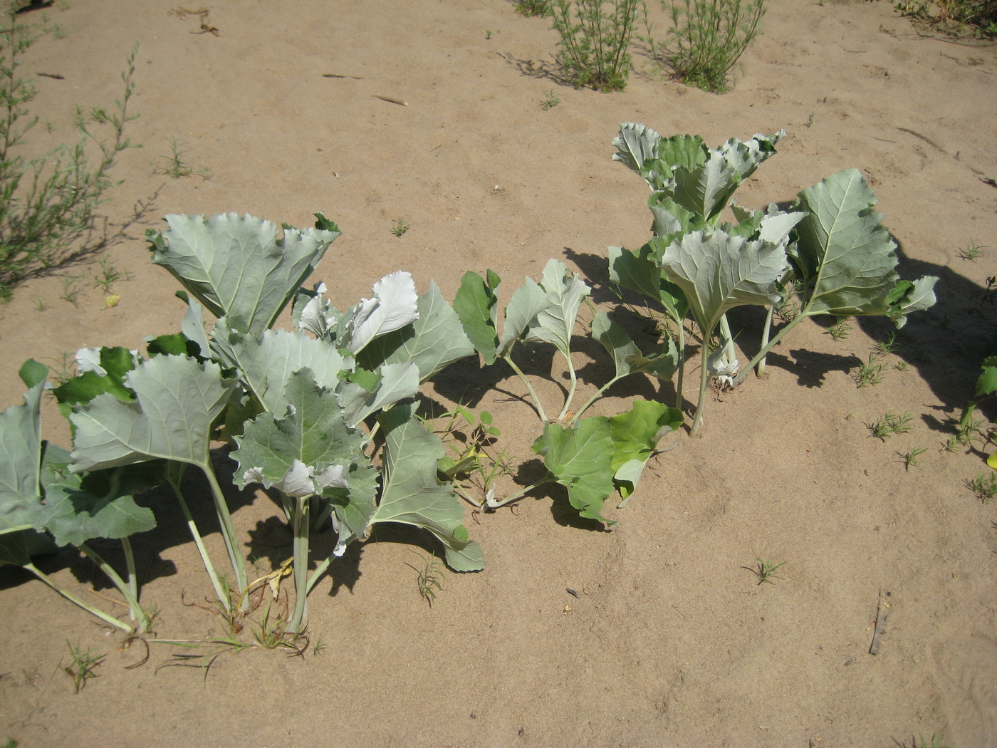 Изображение особи Petasites spurius.