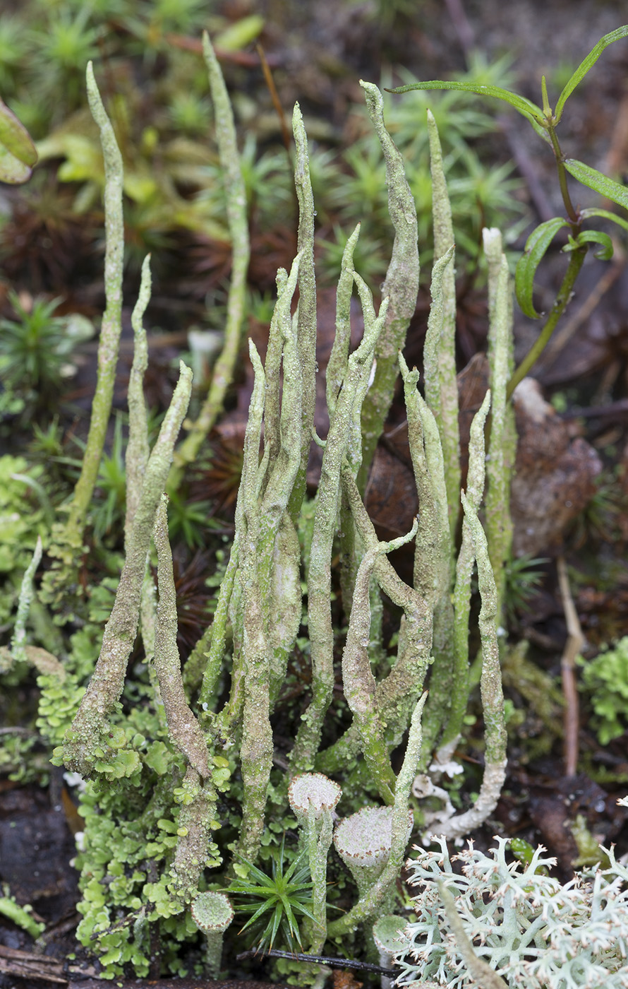 Изображение особи род Cladonia.