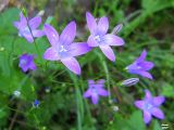 Campanula patula