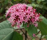 Clerodendrum bungei. Соцветие. Южный берег Крыма, Никитский ботанический сад, в культуре. 29.10.2017.