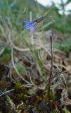 Campanula uniflora. Цветущее растение. Чукотка, побережье бухты Провидения. 26.07.2006.