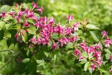 Weigela japonica. Часть веточки с цветками. Грузия, Аджария, с. Мцване-Концхи, Батумский бот. сад, в культуре. 09.05.2017.