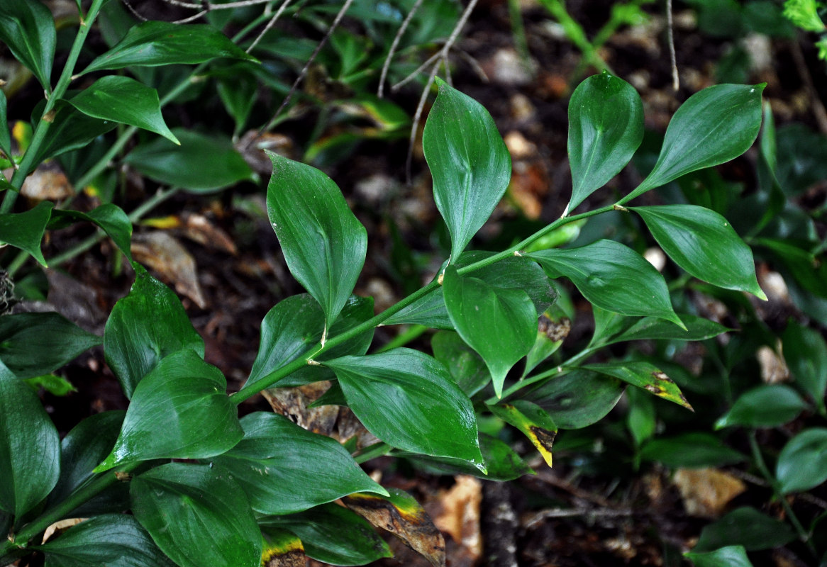 Изображение особи Ruscus colchicus.