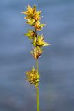 Carex spicata