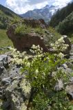 Aconogonon panjutinii. Цветущее растение. Кабардино-Балкария, Эльбрусский р-н, средняя часть долины р. Терскол. 27.08.2009.