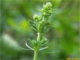 genus Galium. Верхушка растения с нераспустившимися соцветиями. Украина, Ивано-Франковская обл., Болеховский горсовет, Поляницкий сельсовет, Поляницкий региональный ландшафтный парк, урочище Выдрына, буковый лес. 07.06.2018.